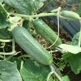 Hectarul - Seminte Castraveti cornichon MAJESTOSA F1 Rijk Zwaan 1000 sem